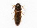 Adrastus pallens